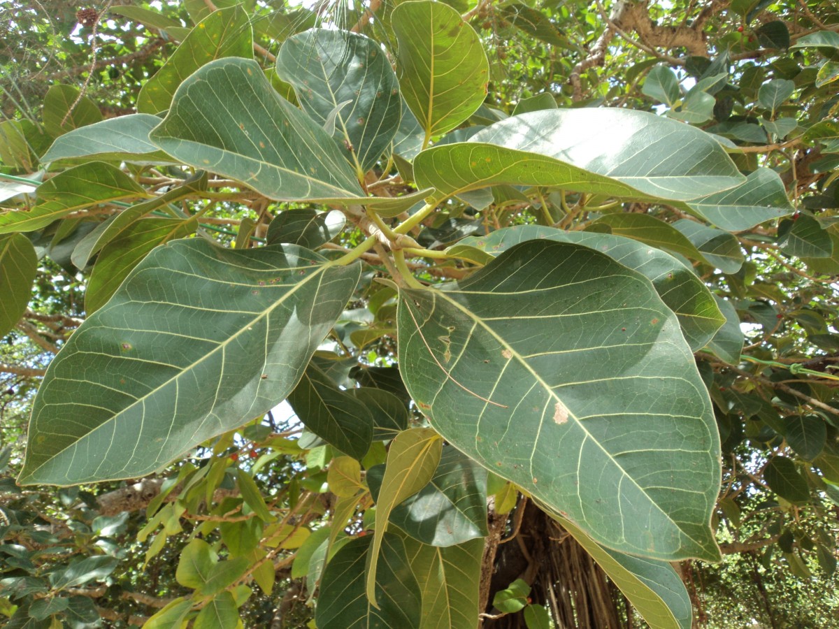 Ficus benghalensis L.